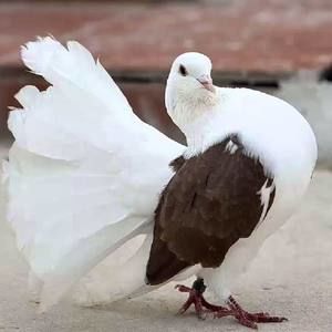 Meet your Posher, Jesus